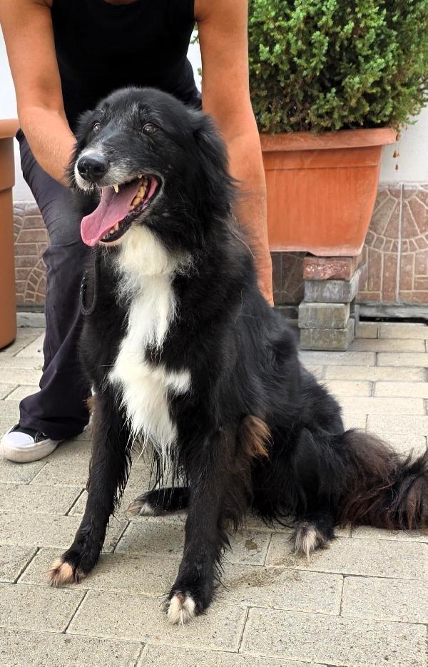 Star Tipo Collie